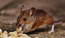 24 Hour & Emergency Exterminators in Florence, SC